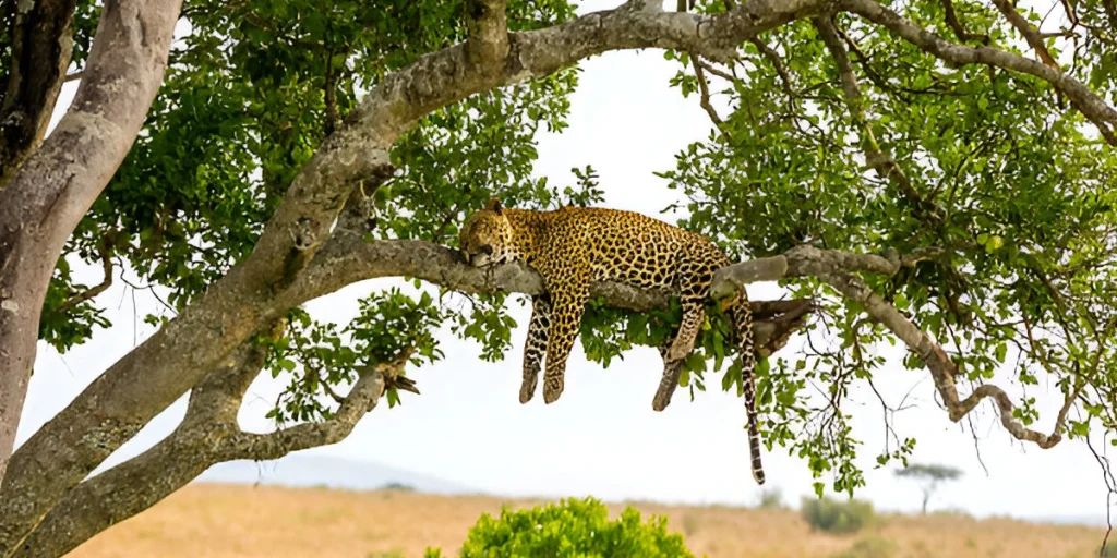 A Leopard on a tree